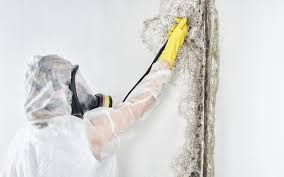 Best Mold Prevention Services  in USA